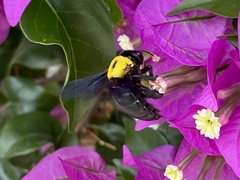 Xylocopa pubescens