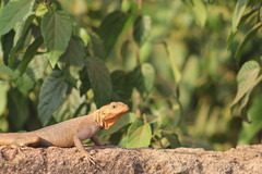 Agama agama