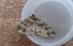 Catarhoe basochesiata