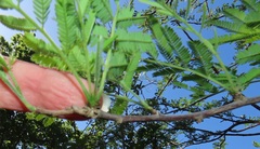 Dichrostachys cinerea