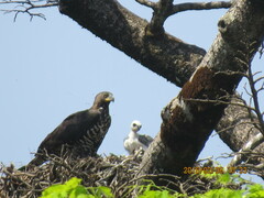 Stephanoaetus coronatus