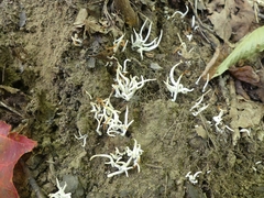 Clavaria
