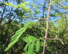 Dichrostachys cinerea