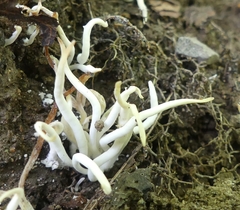 Clavaria