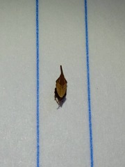 Enchenopa squamigera