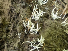 Clavaria
