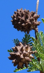 Cephalotelium macowanianum