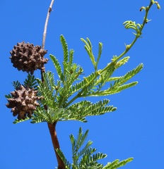 Cephalotelium macowanianum
