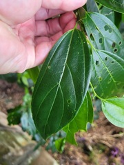 Celtis tetrandra