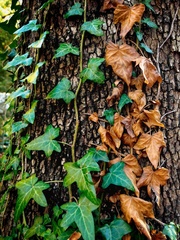 Hedera helix