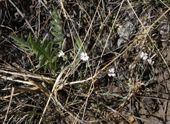 Silene linnaeana