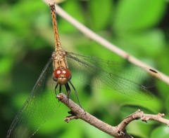 Trithemis