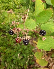 Rubus hirtus