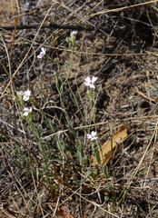 Silene linnaeana