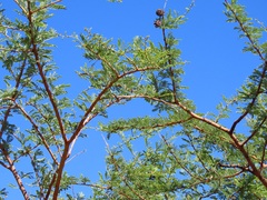 Cephalotelium macowanianum
