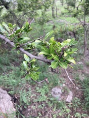 Mystroxylon aethiopicum