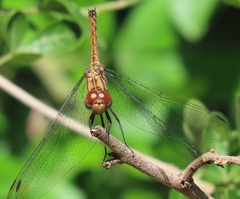 Trithemis