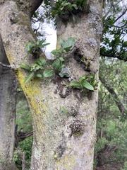 Mystroxylon aethiopicum