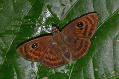 Myrinia