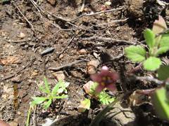 Diascia elongata