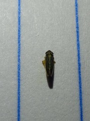Xyphon reticulatum