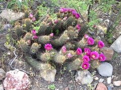 Echinocereus engelmannii fasciculatus