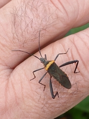 Phthiacnemia picta