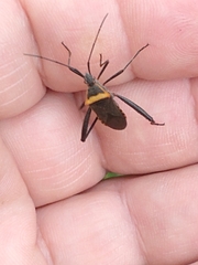 Phthiacnemia picta