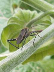 Phthiacnemia picta