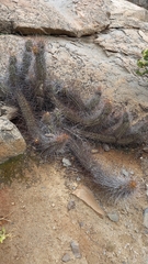 Trichocereus deserticola