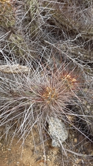 Trichocereus deserticola
