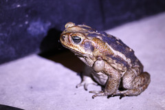 Rhinella