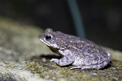 Rhinella granulosa