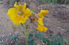 Proboscidea althaeifolia