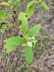 Verbesina virginica