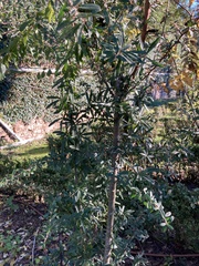 Pyracantha