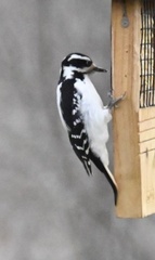 Dryobates villosus villosus