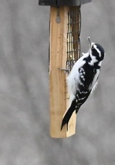 Dryobates villosus villosus