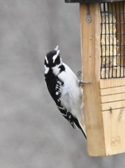 Dryobates villosus villosus