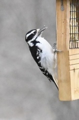 Dryobates villosus villosus