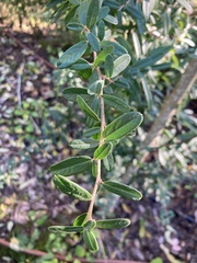 Pyracantha