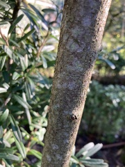 Pyracantha