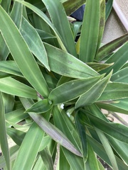 Tradescantia spathacea