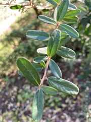 Pyracantha