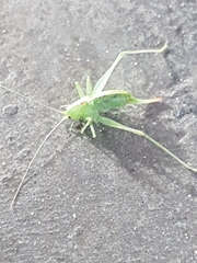 Meconema meridionale