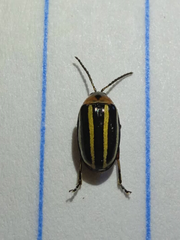 Disonycha glabrata