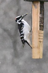 Dryobates villosus villosus