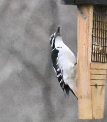 Dryobates villosus villosus