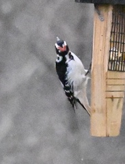 Dryobates villosus villosus