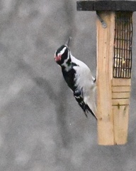 Dryobates villosus villosus